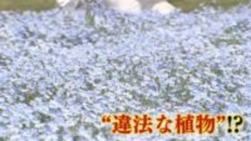ネモフィラ満開の花畑に“違法植物”がニョキニョキの理由  抜きとって焼却処分に【2025福岡総決算】