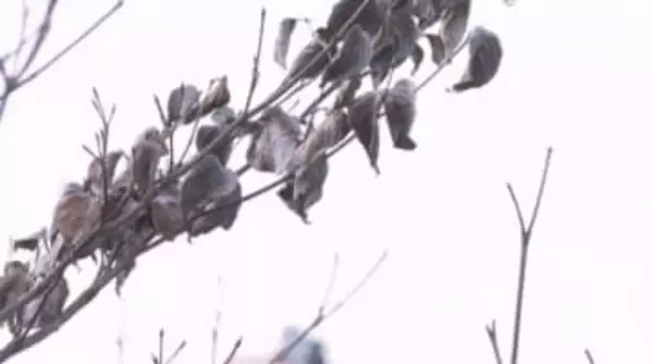 福岡県の標高の高いところで積雪のおそれ　18日夜から19日午前中にかけて　強い寒気が流れ込む影響　路面凍結などに備えを　気象台