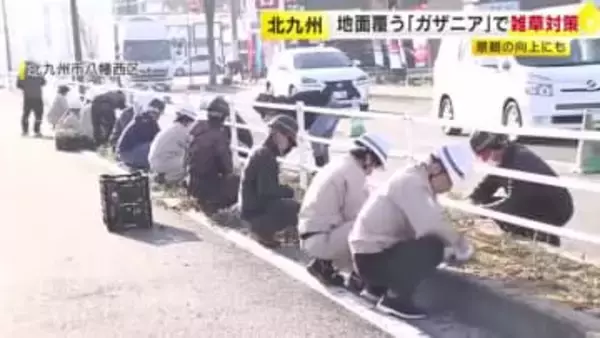 道路などの雑草対策に「ガザニア」植える　防草効果と景観の向上に期待　北九州市とNPO連携で実施