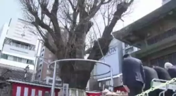 櫛田神社で「ぎなん祭」　“樹齢1000年超”の御神木に不老長寿を祈願　福岡市