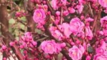 恒例「久留米植木まつり」開催　10万本の植木や苗木を展示・販売　2月24日まで　福岡