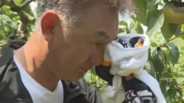 ｢許せない… 2年連続で… もうナシの栽培は辞めます｣ 今夏も農園のナシ5000個が盗まれる 被害額は約200万円に 【福岡発】