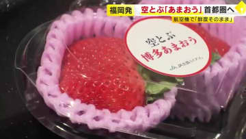 空飛ぶ「あまおう」首都圏へ…新鮮なまま飛行機でスピード輸送　出荷翌日には店頭に　県とJAが取り組み本格化　福岡