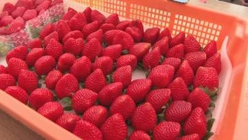 旬より約2ヵ月早く“秋のイチゴ”生産 オール電化の農業用ハウスで“超促成栽培”を実現 海外への出荷予定も 【福岡発】