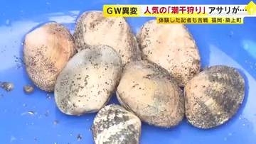 GWレジャー「潮干狩り」人気も…アサリがとれない　「ピークと比べると何十分の一になっている」　全国有数の産地でも減少　自治体は回復に向け取り組み　福岡