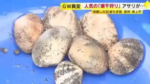 GWレジャー「潮干狩り」人気も…アサリがとれない　「ピークと比べると何十分の一になっている」　全国有数の産地でも減少　自治体は回復に向け取り組み　福岡