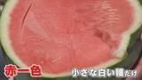 「スイカも“種ごと食べられる”時代に！ 栽培成功の裏に『世界で唯一の花粉』技術 海外流出の心配もなし【福岡発】」の画像1