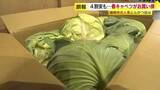 「値上げラッシュの中…キャベツが“去年の4割安”　とんかつ店「ありがたい」　春の暖かさで葉物野菜がお買い得　福岡」の画像1