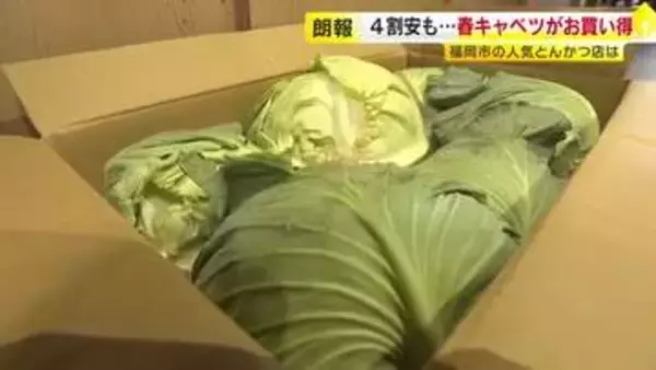 値上げラッシュの中…キャベツが“去年の4割安”　とんかつ店「ありがたい」　春の暖かさで葉物野菜がお買い得　福岡