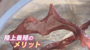 “海の幸”の陸上養殖に成功 滑らかできめ細かい磯の香り 地球の環境変化への対応期待 九州大学が研究発表 【福岡発】