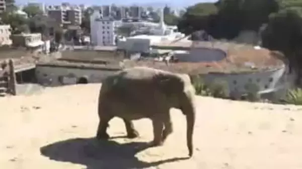 特製ケーキを親子でペロリ…福岡市動物園のアジアゾウ「ゆずは」24歳の誕生日をお祝い　福岡に来てから体重1トン増