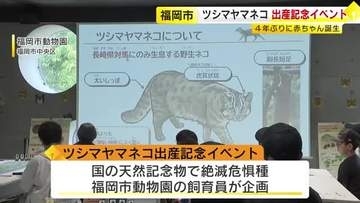 ツシマヤマネコの誕生記念イベント 天然記念物で絶滅危惧種　福岡市動物園で４年ぶりの赤ちゃん ボードゲームや子ネコの映像で理解深める
