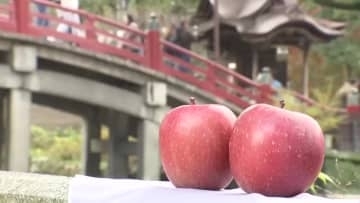 青森から福岡へ『りんごの使節』　太宰府天満宮に「サンジョナゴールド」などリンゴ860個を奉納