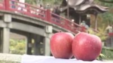 青森から福岡へ『りんごの使節』　太宰府天満宮に「サンジョナゴールド」などリンゴ860個を奉納