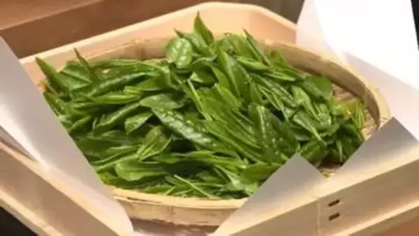 八女市で恒例「新茶祈願祭」　豊作と作業の安全祈る　「去年以上の旨み、香りの良い茶が取れるのでは」　18日に初入札　福岡