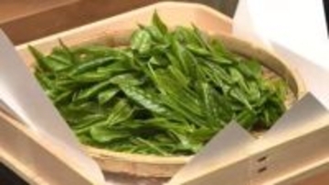 八女市で恒例「新茶祈願祭」　豊作と作業の安全祈る　「去年以上の旨み、香りの良い茶が取れるのでは」　18日に初入札　福岡