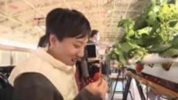 「おいしくなってね」“魔法の声かけ”とAIで育てた特別なイチゴ　特別支援学校でスマート農業　生徒の自立を後押し　福岡