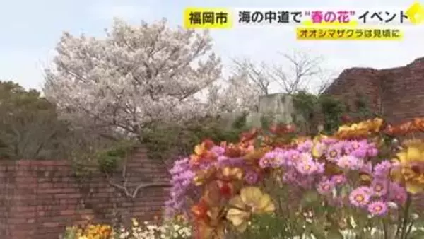 「海の中道海浜公園で“春の花”イベント　オオシマザクラは見頃　ソメイヨシノは満開に向け開花続く　ネモフィラも　5月17日まで　福岡」の画像