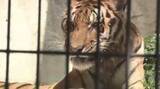 「国内最高齢アムールトラ「カイ」との別れ惜しむ　動物園の献花台には手紙も　人間なら90歳の高齢　長年親しまれる　福岡」の画像1