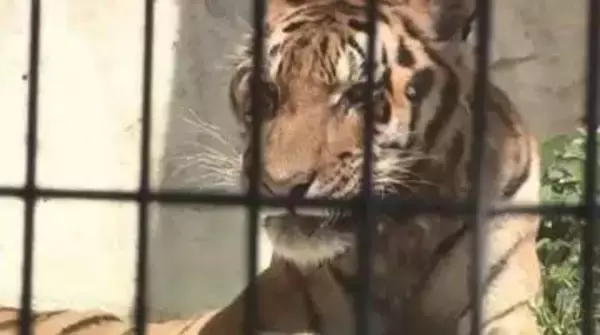 国内最高齢アムールトラ「カイ」との別れ惜しむ　動物園の献花台には手紙も　人間なら90歳の高齢　長年親しまれる　福岡
