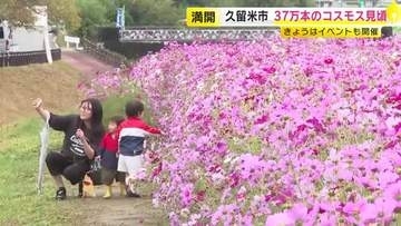 37万本のコスモス見頃　イベントも開催　福岡・久留米市北野町「コスモス街道」