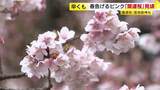 「淡いピンクの花びら揺れる…「開運桜」が見ごろ　5日の県内は3月下旬並みの気温に　福岡・宮地嶽神社」の画像1