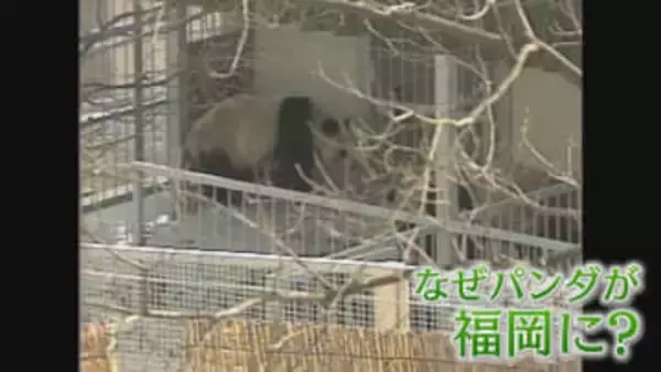 中国に返還 国内のパンダ“ゼロ”に 45年前には… 当時の“フィーバー”ぶりをもう一度 僅か2か月間で87万人が動物園に【福岡発】