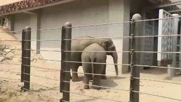 8月12日「世界ゾウの日」を前に　福岡市動物園でゾウの特別イベント　飼育員が子供たちに解説　9月12日まで毎週土曜日は「夜の動物園」も