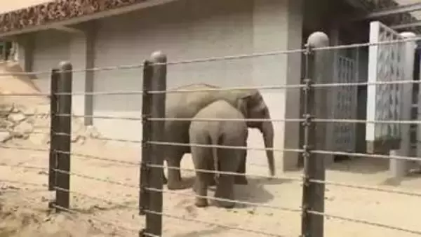 8月12日「世界ゾウの日」を前に　福岡市動物園でゾウの特別イベント　飼育員が子供たちに解説　9月12日まで毎週土曜日は「夜の動物園」も