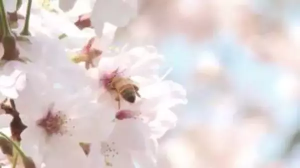 「約140本のソメイヨシノが見ごろに　青空と桜の美しいコントラスト楽しむ　このところの陽気で一気に開花　久留米市の発心公園　福岡」の画像