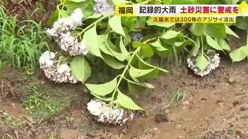“あじさい寺”で見ごろ迎えた300株が流される　記録的大雨で山の斜面が崩れる　住職「言葉にならない」　福岡