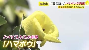 夏の訪れ　希少な「ハマボウ」群落が見頃　川沿い約1.7キロに730本が自生　絶滅危惧の”一日花”　7月末ごろまで　福岡・糸島市