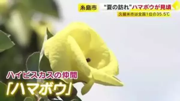 夏の訪れ　希少な「ハマボウ」群落が見頃　川沿い約1.7キロに730本が自生　絶滅危惧の”一日花”　7月末ごろまで　福岡・糸島市