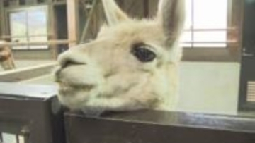 「このままでは命の危険も…」 動物園の人気者を助けたい アルパカ用の脱臼予防装具の開発へ進むプロジェクト【福岡発】