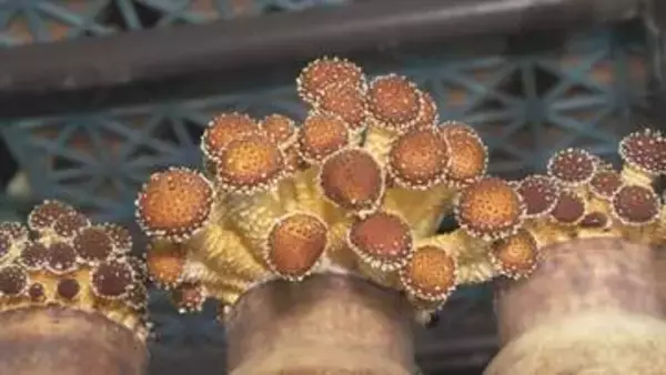 食べられる？見た目に驚く“幻のキノコ” 味と食感の良さで海外へも販路広がる『博多すぎたけ』の魅力とは【福岡発】