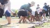 「全校児童19人が泥んこに　小学生が恒例の田植え体験　ブランド米「夢つくし」を丁寧に　秋には稲刈りして収穫も　福岡・北九州市」の画像1