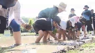 全校児童19人が泥んこに　小学生が恒例の田植え体験　ブランド米「夢つくし」を丁寧に　秋には稲刈りして収穫も　福岡・北九州市