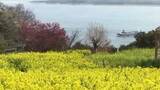 「菜の花約50万本が見頃　“黄色い絨毯”と“青い海”のコントラスト　4月中旬頃まで　福岡市・能古島」の画像1