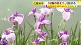 「久留米市で「初夏の花まつり」始まる　ハナショウブやスイレンが見頃　入園無料で6月28日まで　石橋文化センター　福岡」の画像1