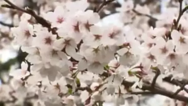 今春のサクラの開花予想　福岡は3月21日と全国トップ　九州全体は平年並みの見込み　ウェザーニューズが発表