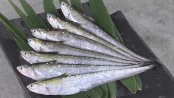 夏の風物詩「エツ」の供養祭　筑後川の恵みに感謝　この10年は漁獲量が減少　来年の豊漁を祈願　福岡・大川市
