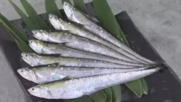 夏の風物詩「エツ」の供養祭　筑後川の恵みに感謝　この10年は漁獲量が減少　来年の豊漁を祈願　福岡・大川市