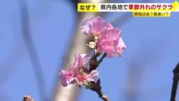 “季節外れのサクラ”県内でつぎつぎ開花　暦の上では冬なのに…あたたかさを春と勘違い？　福岡