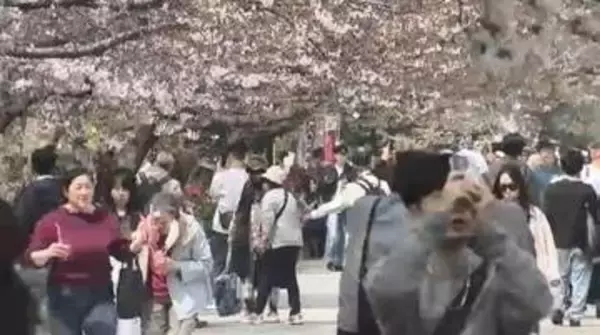 「「福岡城さくらまつり」4月8日まで開催延長　去年より1日早い開花もまだ満開発表ならず「見ごろをより長く楽しんで」　福岡市の舞鶴公園」の画像