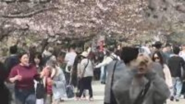 「福岡城さくらまつり」4月8日まで開催延長　去年より1日早い開花もまだ満開発表ならず「見ごろをより長く楽しんで」　福岡市の舞鶴公園