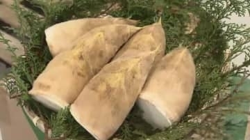 柔らかくで苦味少ない「合馬たけのこ」出荷始まる　豊作の「表年」で初日の持ち込みは去年の12倍　関西の料亭などへ卸される　福岡・北九州市