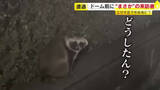 「【動画あり】“途方に暮れた表情”が切なすぎる…タヌキがPayPayドームに出現　市街地の“珍客”に市民もびっくり　福岡」の画像1