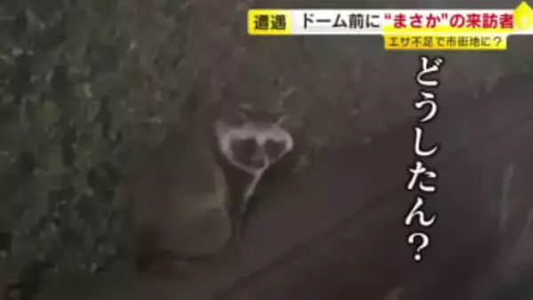 【動画あり】“途方に暮れた表情”が切なすぎる…タヌキがPayPayドームに出現　市街地の“珍客”に市民もびっくり　福岡