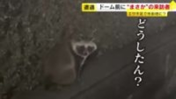 【動画あり】“途方に暮れた表情”が切なすぎる…タヌキがPayPayドームに出現　市街地の“珍客”に市民もびっくり　福岡
