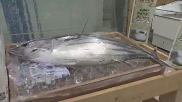 “朝まで泳いでいた”生カツオのたたきが午前中に福岡へ　九州新幹線で鹿児島からスピード輸送　2カ月ぶりに復活
